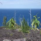 LA REUNION-  Recolonisation végétale