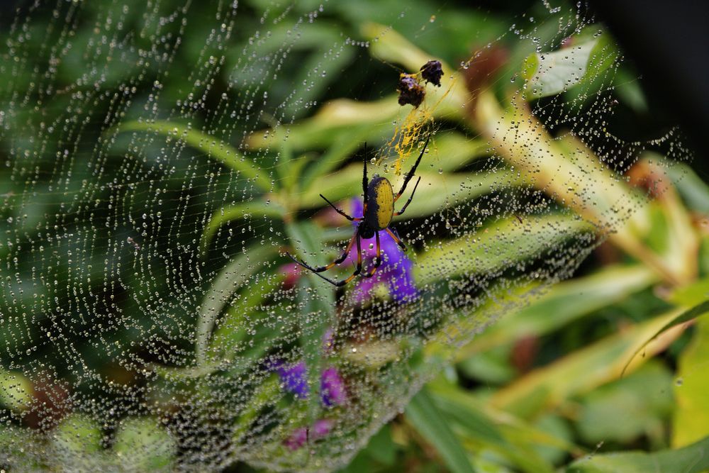 La Réunion - Seidenspinne