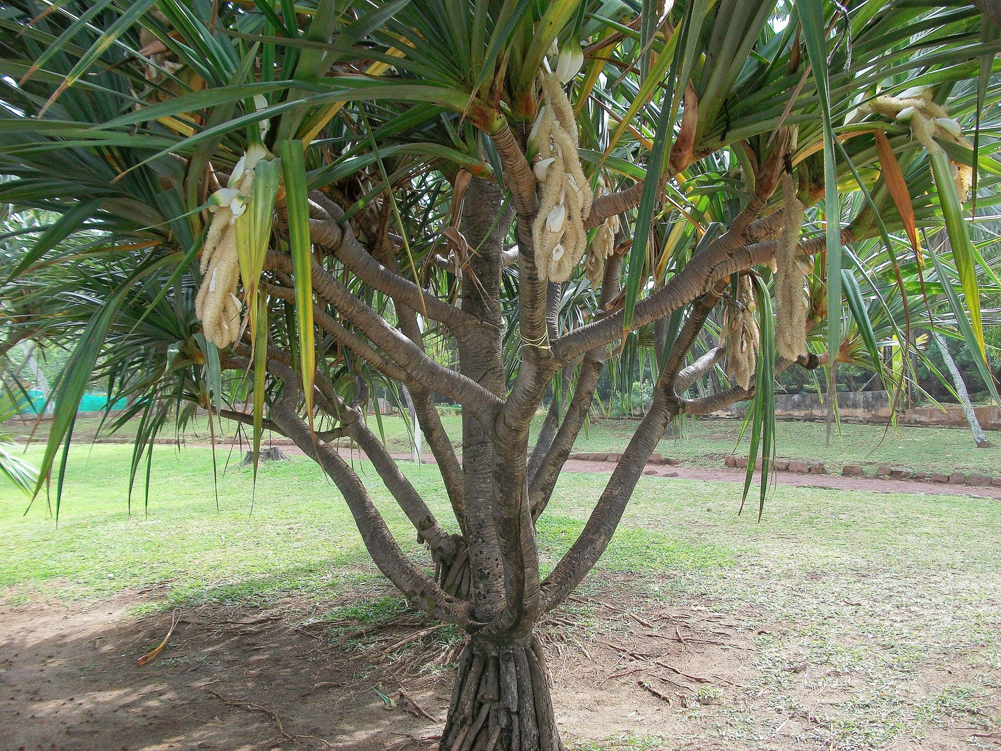 LA REUNION - Vacoa