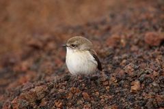 La Réunion - Vogel auf dem Vulkan Piton de la Fournaise