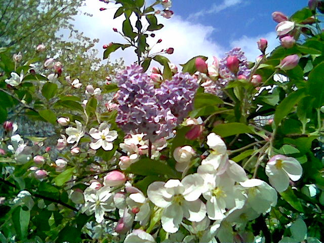 La ricca primavera