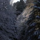 La rigida alba nella valle selvosa (Monti delle Serre, Calabria)