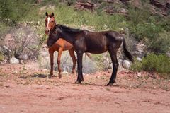 La Rioja - Caballos libres