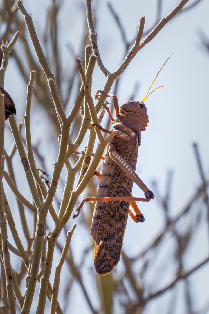  La Rioja - Saltamontes 