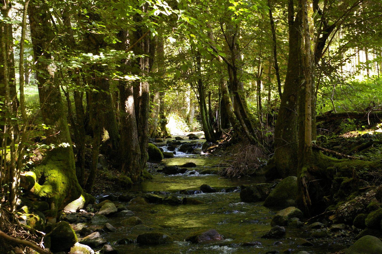 La rivière sous les bois