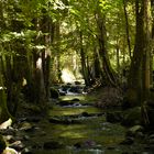 La rivière sous les bois