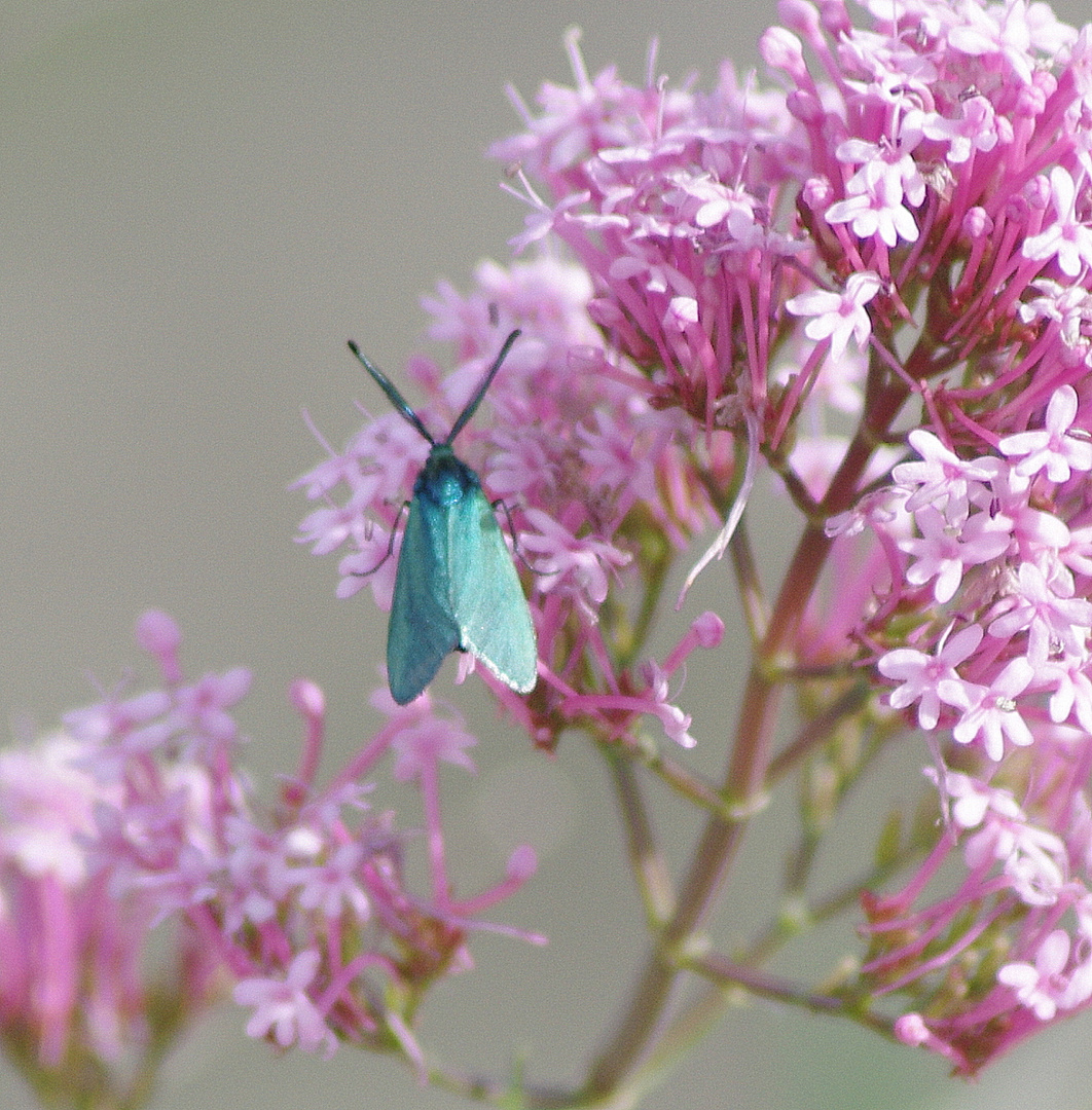 La robe bleue ....