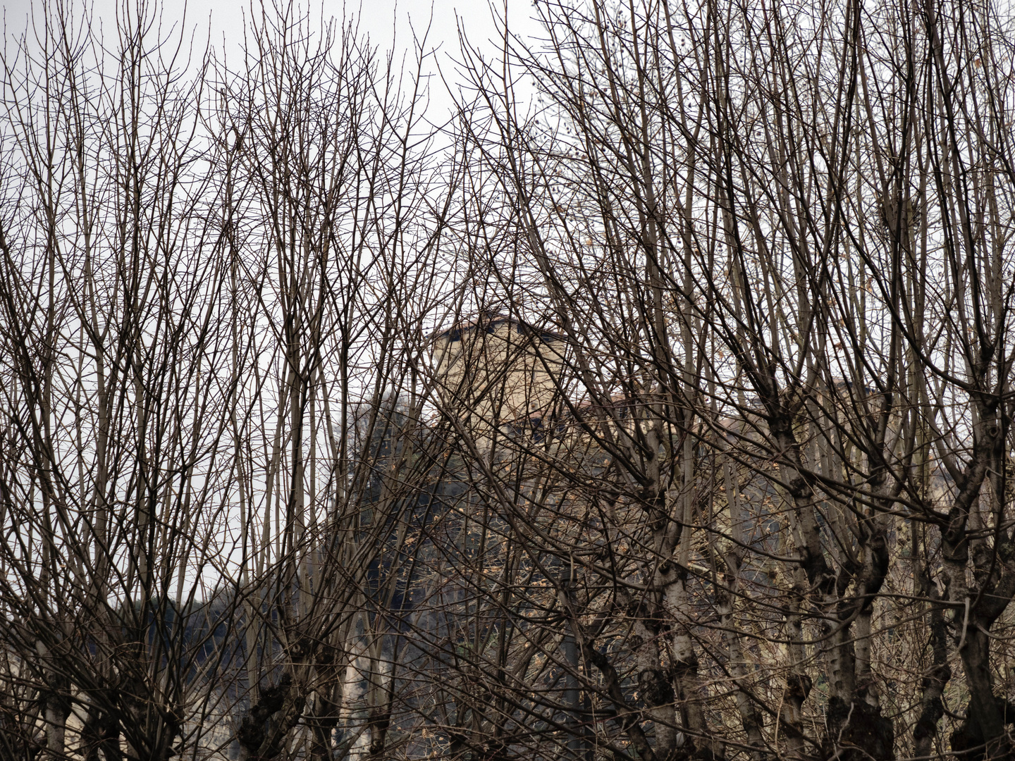 La Rocca Borromea tra i rami