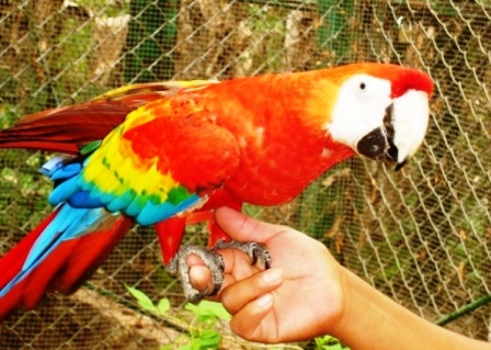 La ROJA GUACAMAYA