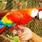 La ROJA GUACAMAYA