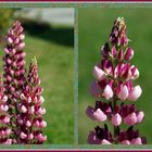 La Romieu (Gers) - Lupins - Lupinen