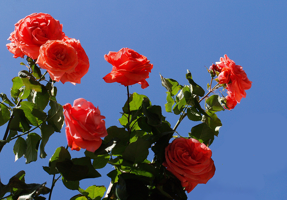 La Romieu - Un rosier sur le mur d’une maison - Rosen an der Mauer eines Hauses