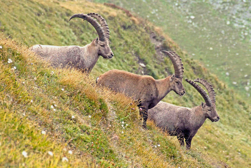 La Ronda delle Alpi