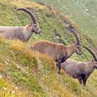 La Ronda delle Alpi