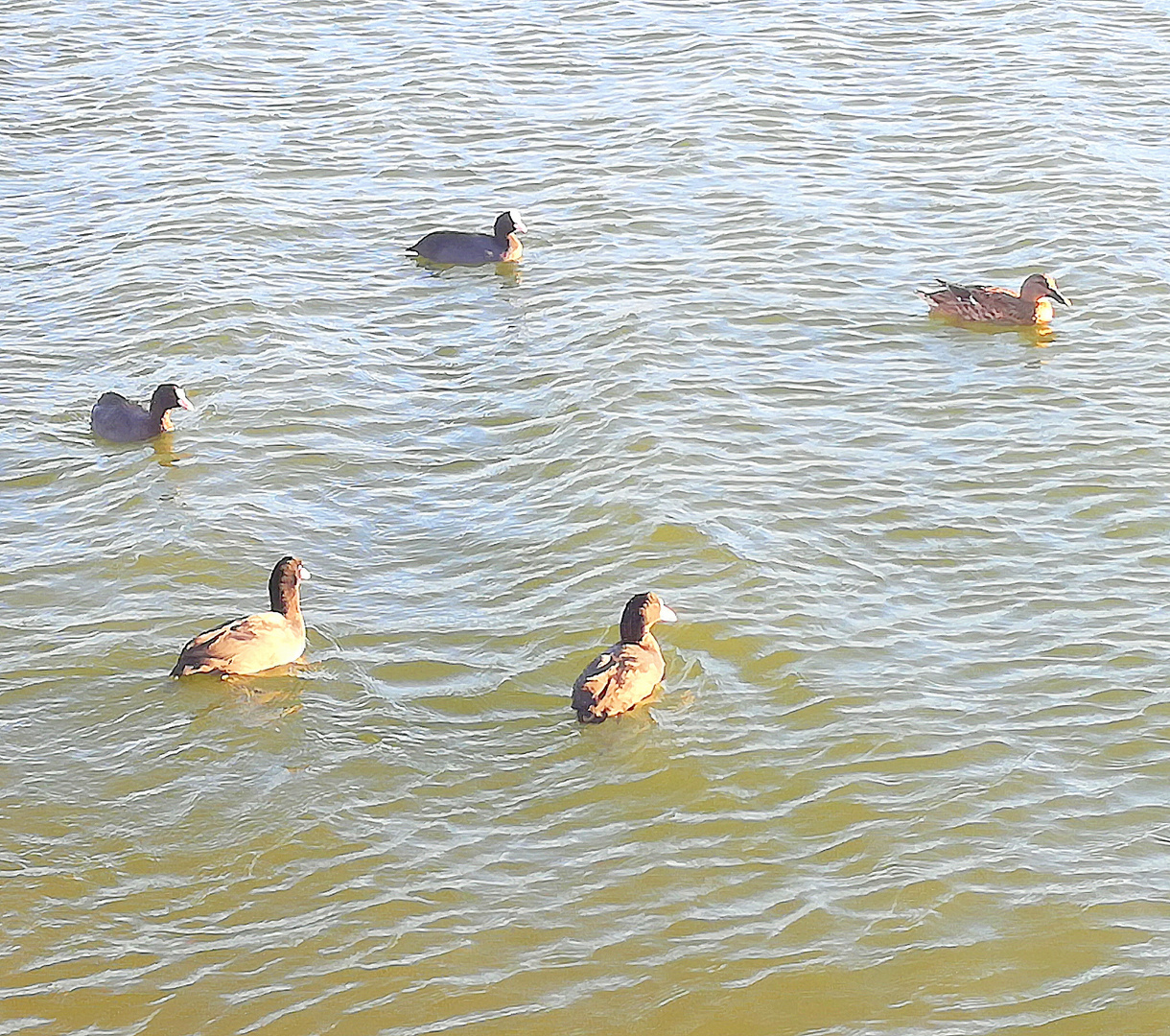 La ronde des canards