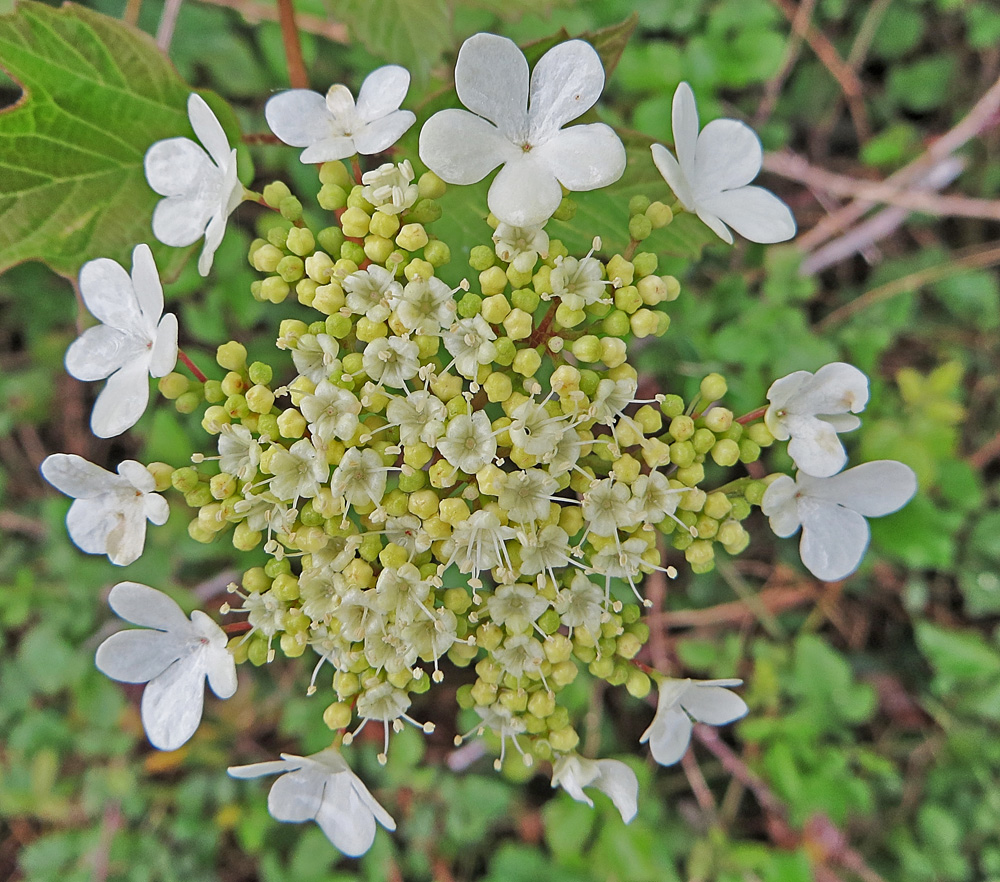 la ronde des fleurs !!!