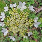 la ronde des fleurs !!!