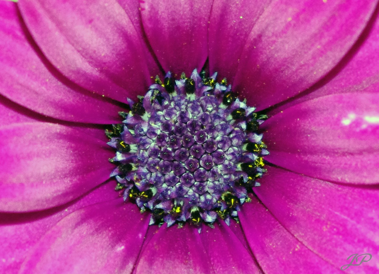 la ronde des fleurs