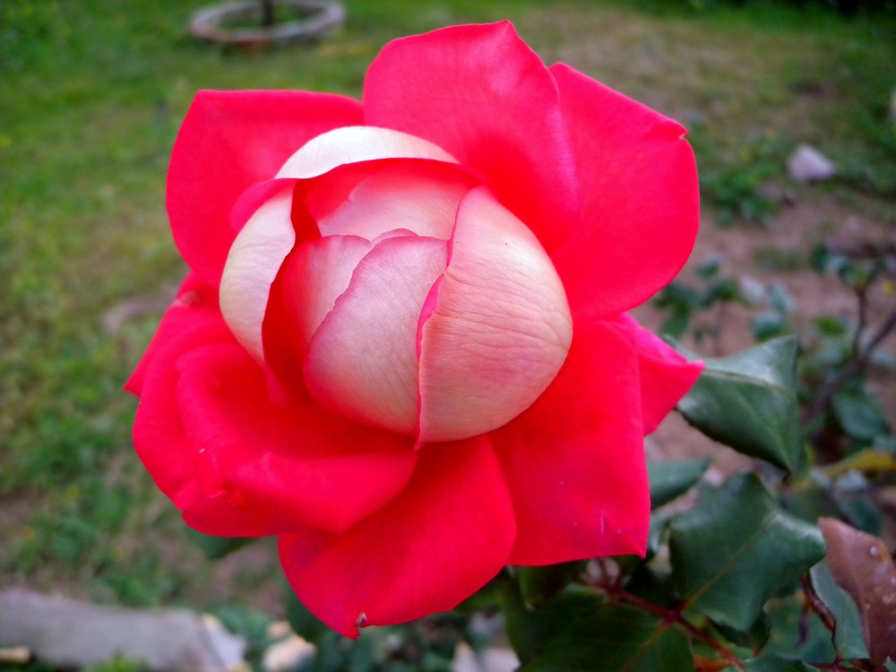 La Rosa