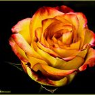 la rosa.............................