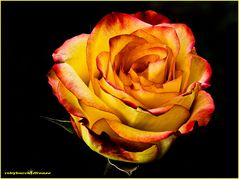 la rosa.............................