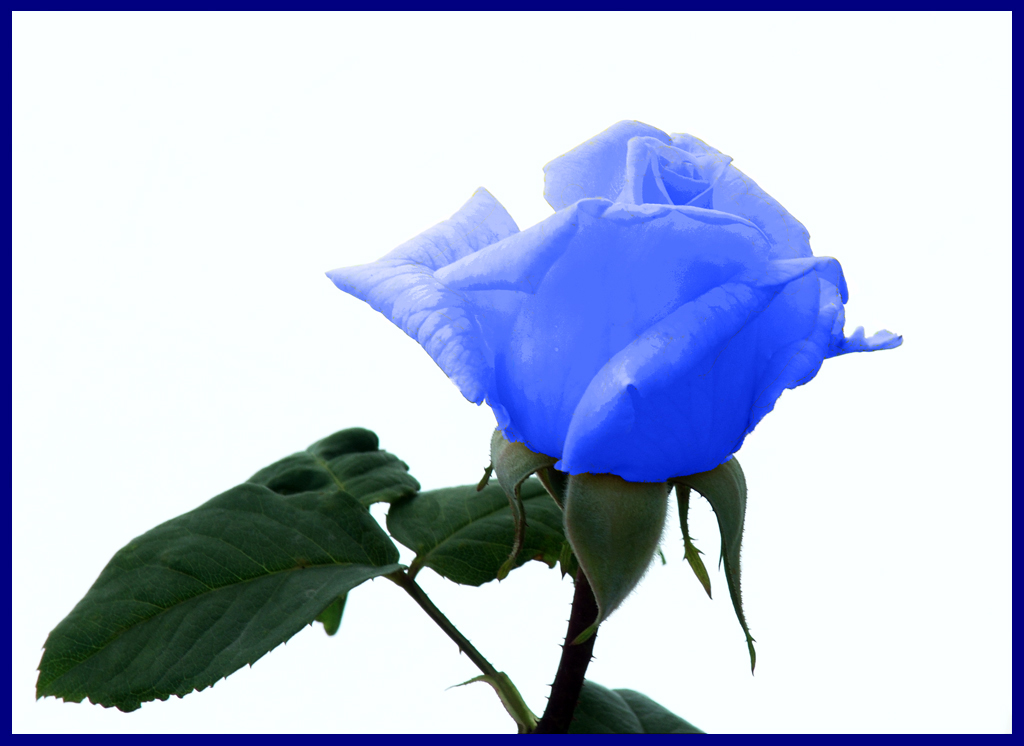 LA ROSA AZUL