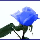 LA ROSA AZUL