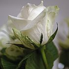 la rosa bianca