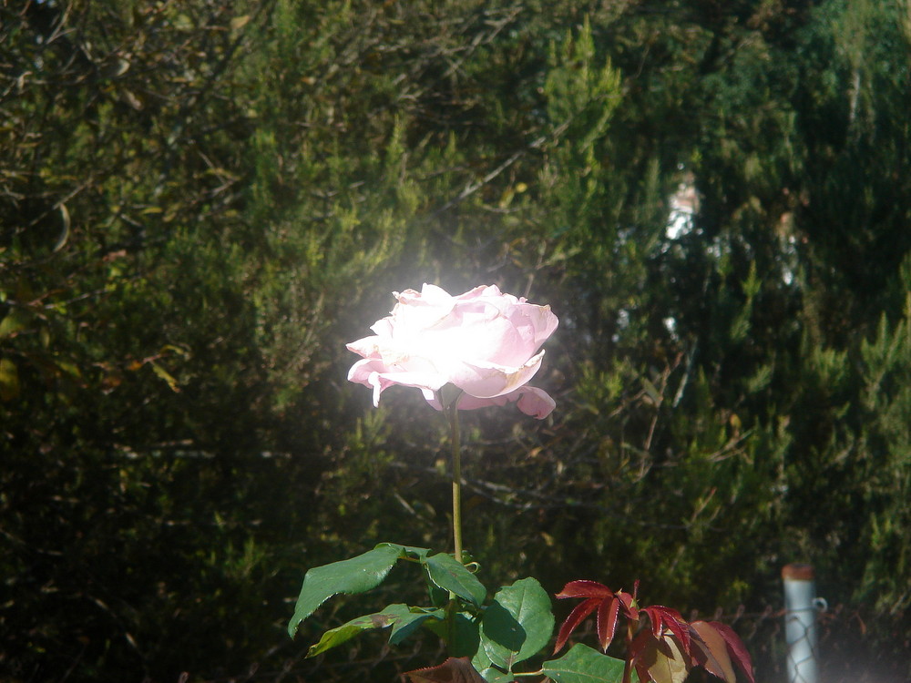 la rosa blanca