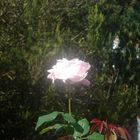 la rosa blanca