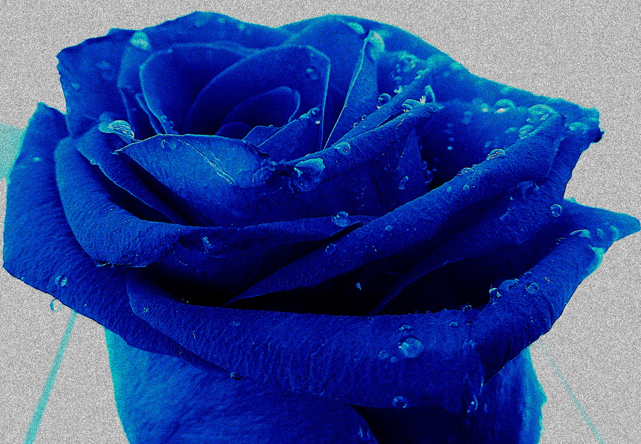 la rosa blu