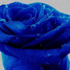 la rosa blu