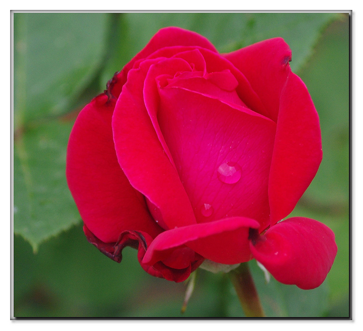 la rosa che piange.....