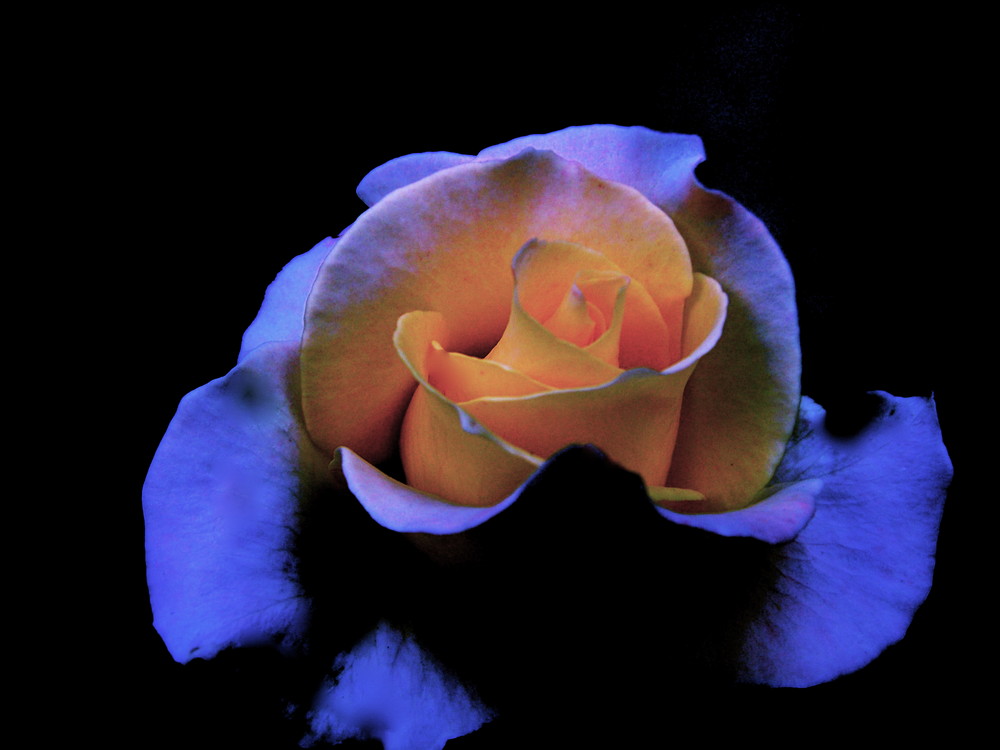 la rosa de hielo de Arnold19 