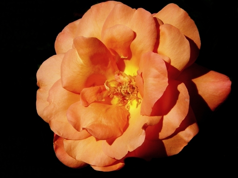 La rosa de la fábula.