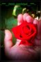 la rosa de lucy de ciruam 