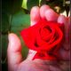 la rosa de lucy