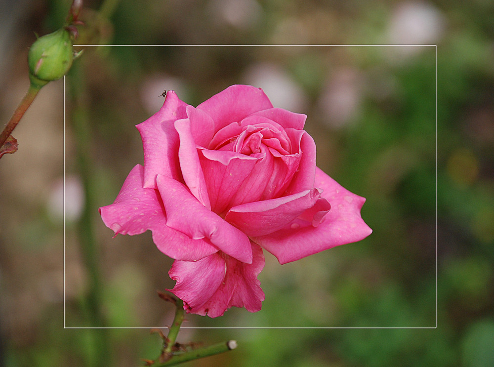 La rosa de Sant Jordi