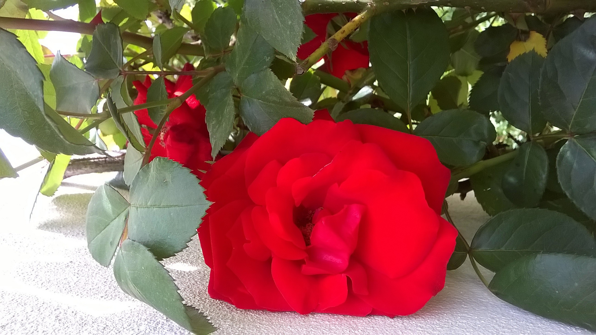 la rosa del mio giardino