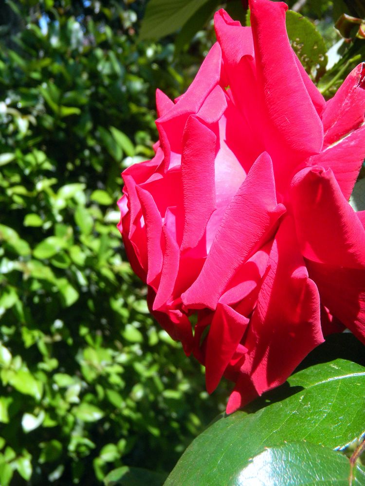 La rosa del mio giardino