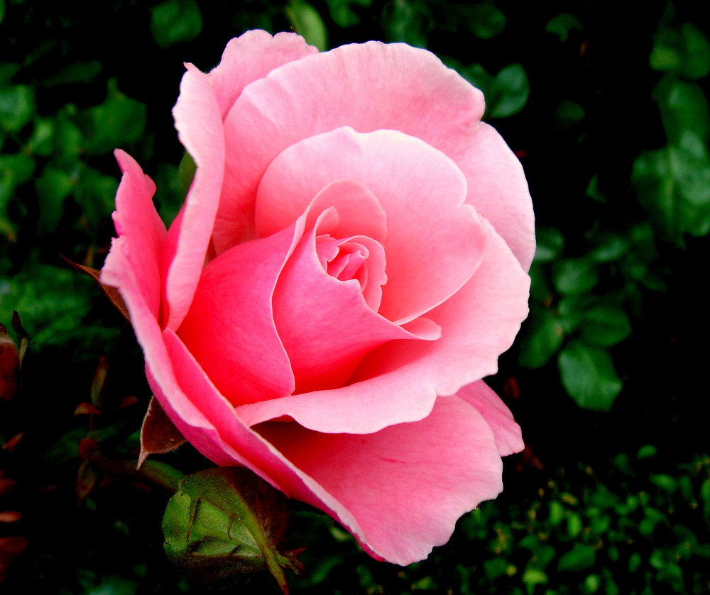 la rosa del viento