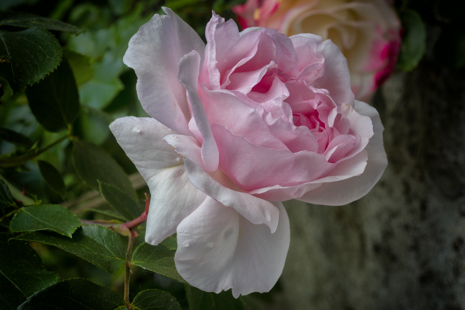 La rosa della zia Lina