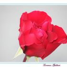 LA ROSA DELL'AMORE