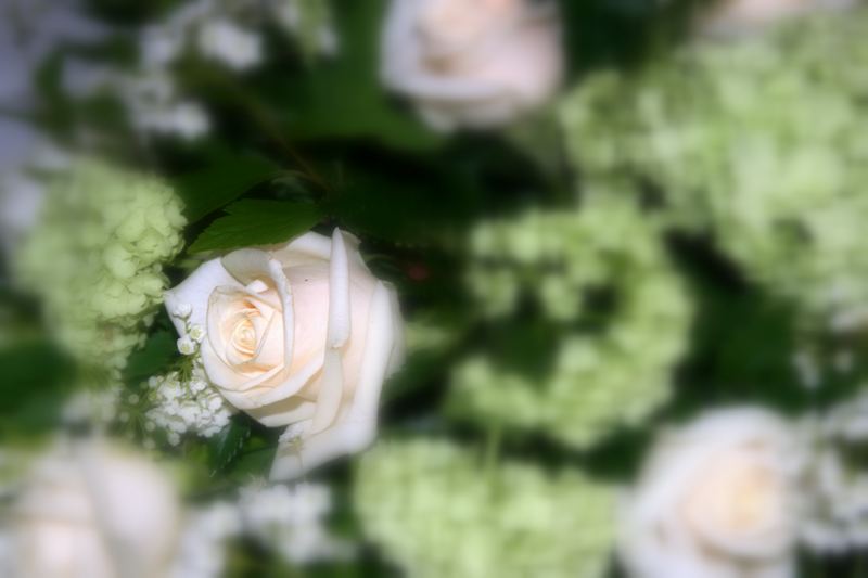 la rosa di una sposa...