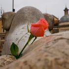 La Rosa e il Leone