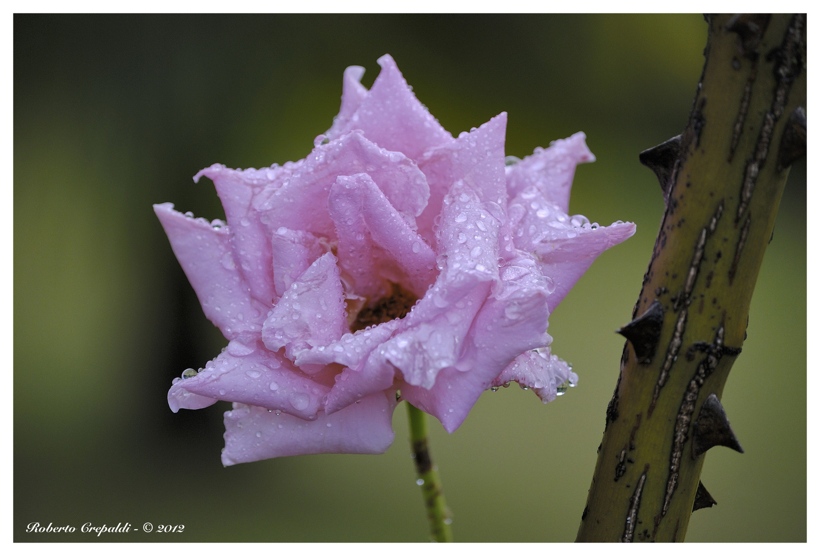 La rosa e le spine