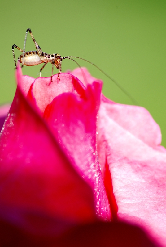 La Rosa e L'insetto