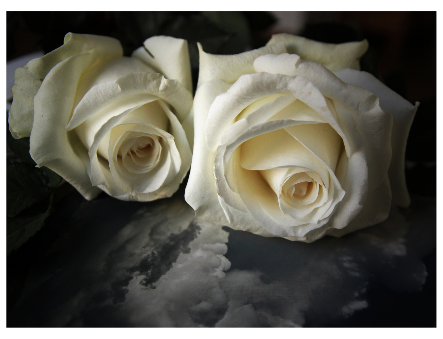 ...la rosa...