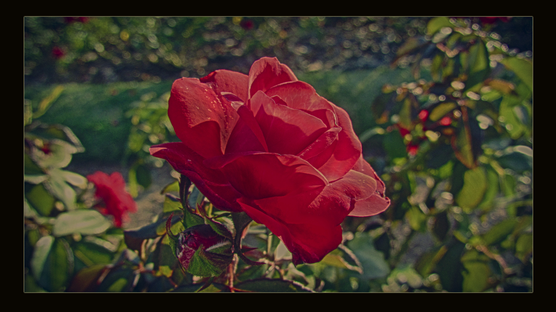 La rosa en el atardecer