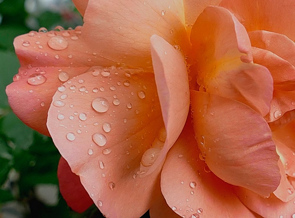  La rosa está oyendo como  le cae la lluvia . 